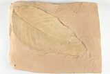 Red Fossil Hickory Leaf (Aesculus) - Montana #201299-1